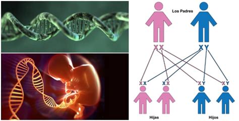 Gen Dominante Y Gen Recesivo Concepto Diferencias Rasgos Poligénicos