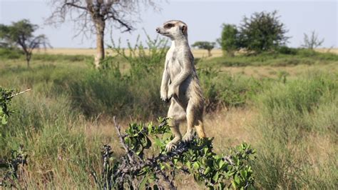 Meerkat On Sentry Duty While Other Meerkats Forage For Foodbotswana