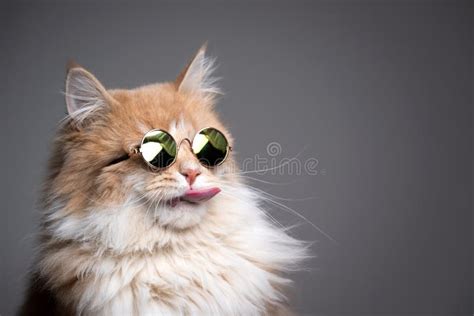 Cute Kitten With Sunglasses
