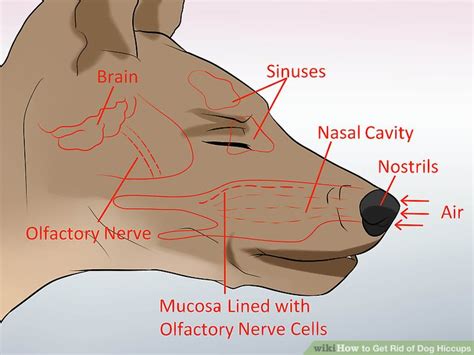Jan 21, 2017 · how to get rid of dog hiccups 1. How to Get Rid of Dog Hiccups: 7 Steps (with Pictures ...