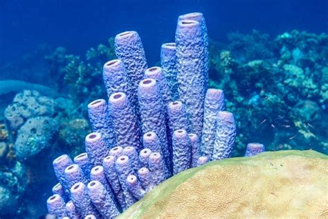 Systema Porifera A Guide To The Classification Of Sponges John Hooper