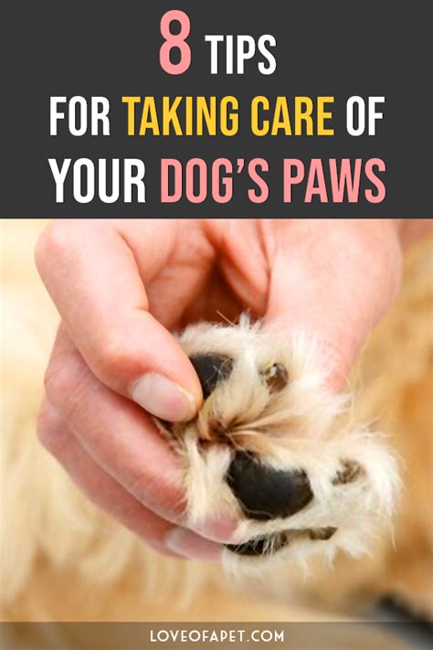 How To Care For Your Dogs Paws 8 Tips Love Of A Pet Dog Paws Dog