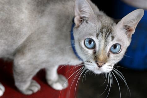 Learn more about the 13 breeds with big eyes that will melt your heart. Blue Eyed Cat | 00ff00.com
