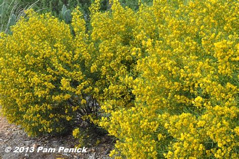 Outdoor living indoor comfort, shrubs with yellow flowers