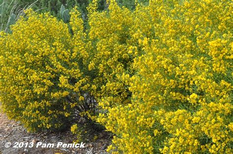 Arizona Desert Flowering Bushes Home Alqu