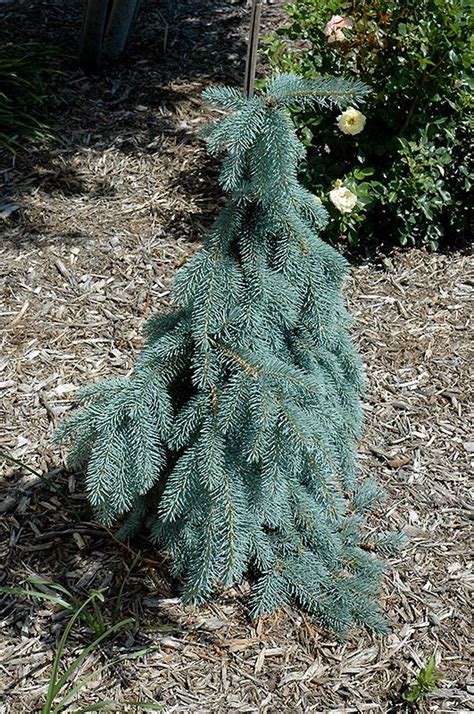 Slenderina Weeping Blue Spruce Picea Pungens Glauca Slenderina