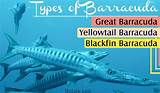 The priceless value of the italian artisan tradition since 1896. A List of Different Types of Barracuda Fish with Pictures ...
