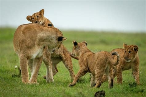 Lioness Stands Play Fighting With Three Cubs Stock Image Image Of