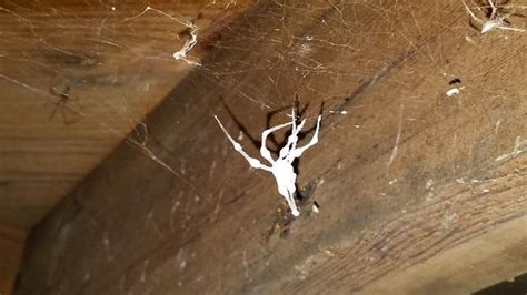 Check spelling or type a new query. Cowleys Pest Services - Pests We Treat Photo Album ...