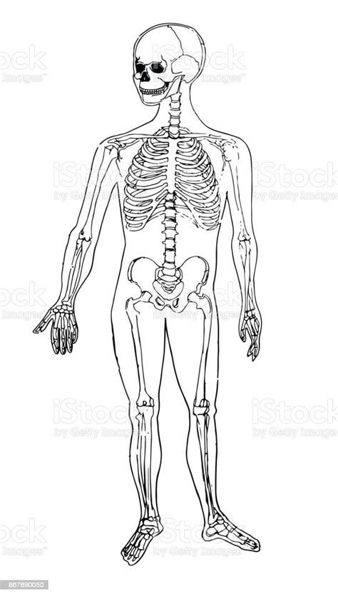 Vetores De Anatomia Do Corpo Humano Ilustrações Médicas Ossos Humanos E