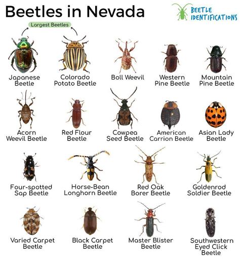 Types Of Beetles In Nevada With Pictures