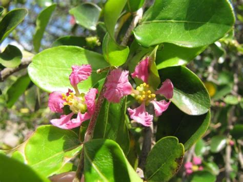 How To Grow A Barbados Cherry Tree Offbeet Gardener Com