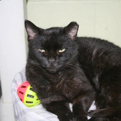 Founded in the 1960′s, aloha dog & cat has remained a family owned business, steadily growing from a one doctor practice to the team of six. Norfolk SPCA | Finding Forever Homes