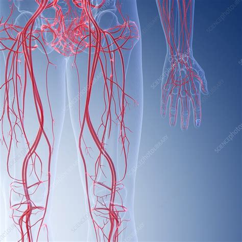 Illustration Of The Blood Vessels Of The Legs Stock Image F0236780