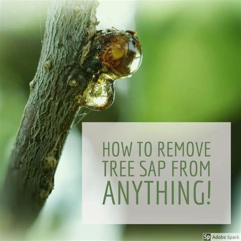 how to remove sticky tree sap or pine pitch from almost anything remove tree sap tree sap sap