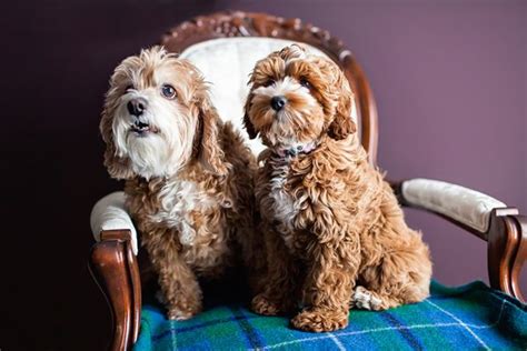 Happy tails pet care can help you! Tessa the Cockapoo Puppy by Happy Tails Photography pinned ...