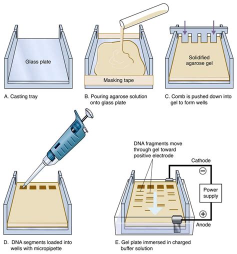 Electrophoresis Overview Principles And Types ~ Microbiology Notes