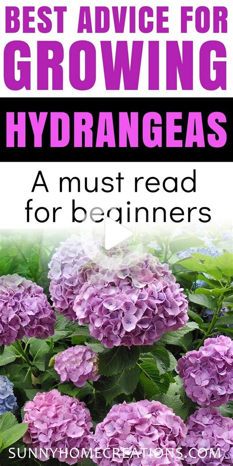 Climbing varieties generally display white flowers. Hydrangea soins et conseils en croissance in 2020 ...
