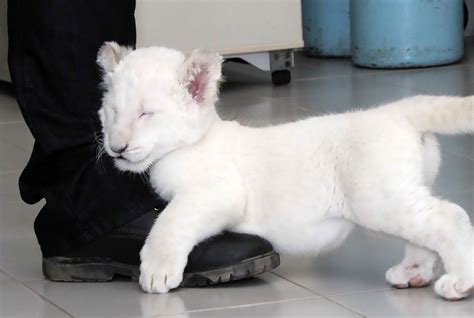 Rare White Lion Cub Born In Mexican Zoo Ladbible