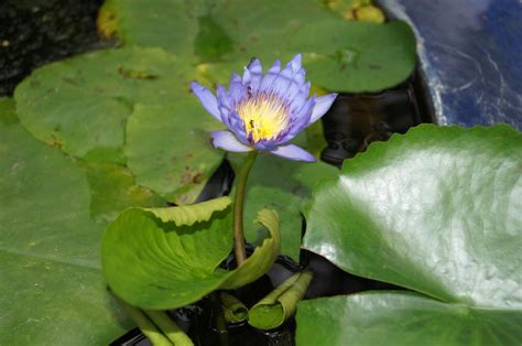 Flower Water Lily Plant Free Image Download