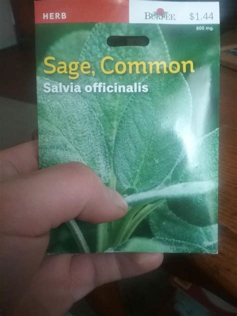 My Brother Bought Salvia To Grow And Smoke I Dont Have The Heart To
