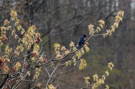 Majestic Royal Botanical Gardens In Toronto Photos Places Boomsbeat