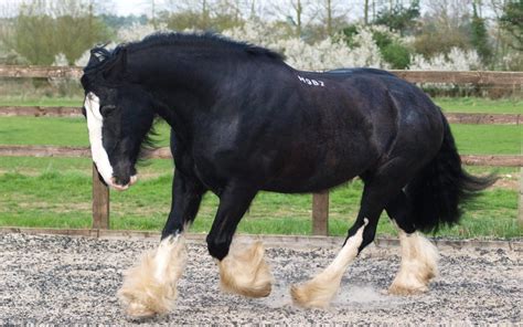 18 Furry Horse Breeds With Hairy Feet With Images And Videos