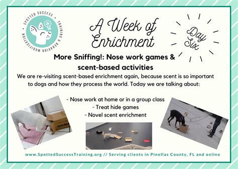 WEEK OF ENRICHMENT DAY 6: Nose work games & MORE scent ...