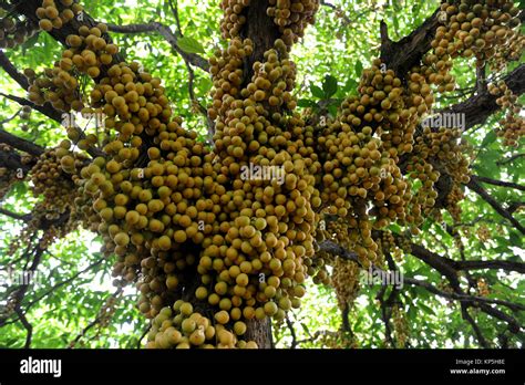 Narsingdi Bangladesh June 10 2016 Burmese Grape Hang On A Tree In An