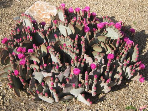 See more ideas about cactus flowers, cactus, cacti and succulents. Scenery: Flowering Cacti (Arizona) | ThriftyFun