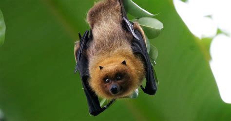 Learning about the law of attraction was a missing piece. Law of Attraction and Bat Meaning on Whats-Your-Sign
