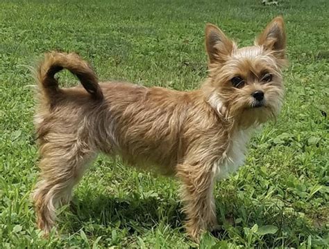 Can A Yorkie And Terrier Mix Live Together