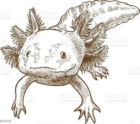 Gravure Ancienne Illustration De Laxolotl Vecteurs Libres De Droits Et