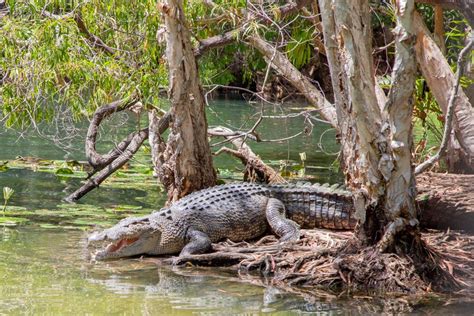 Are There Crocodiles In Cairns Cairns Tours