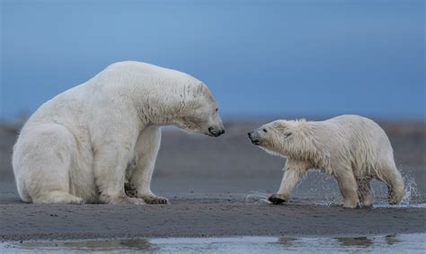 5 Places Where Polar Bears Live In The Wild With Photos Wildlifetrip
