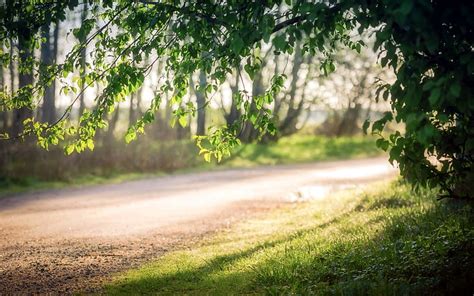 Brown Pathway Forest Nature Road Branch Sunlight Depth Of Field