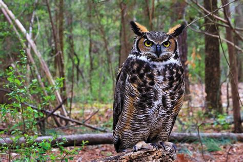 Ominous Owls Great Horned Owl Columbia Valley Pioneer