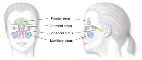 Nasal cavity definition, anatomy, functions, diagrams. Balloon Sinuplasty - ENT Doctor in Hagerstown, MD and Frederick, MD