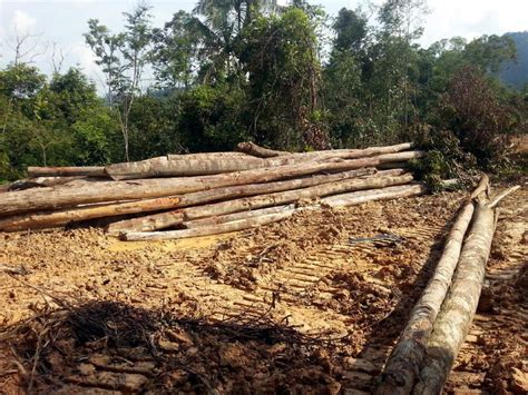 Bahan yang terhakis akan dibawa dan dimendapkan di dasar sungai. Tiada pembalakan haram sekala besar di Kelantan | Wilayah ...