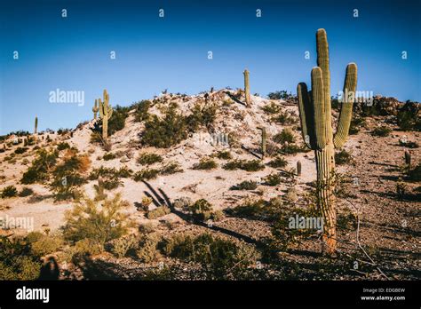 Arizona Desert Saguaro Cactus Stock Photo Alamy