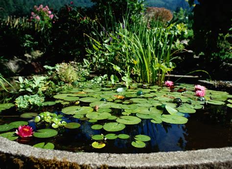 Lily Pads In A Pond Revista Jardins