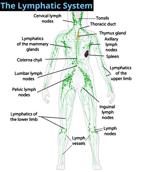 Journey To The Heart Manual Lymphatic Drainage