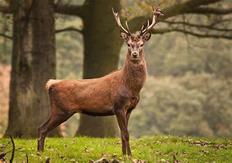 Cute Photographs Of Deers Incredible Snaps