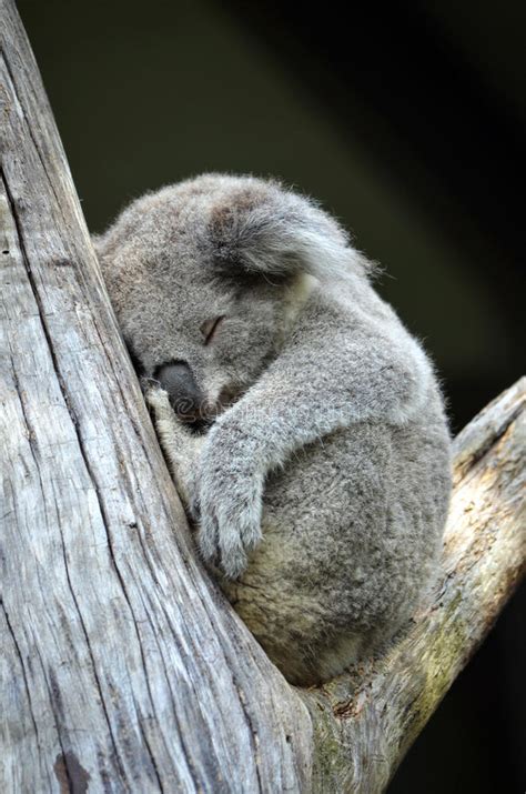 Cute Australian Koala Sleeping In A Gum Tree Stock Image Image Of