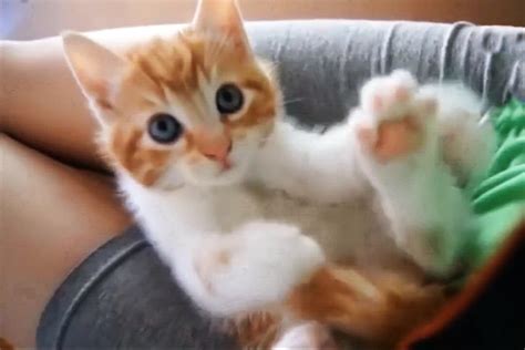 Funny Cute Cats And Kittens Compilation 4 Adew Pets Centre