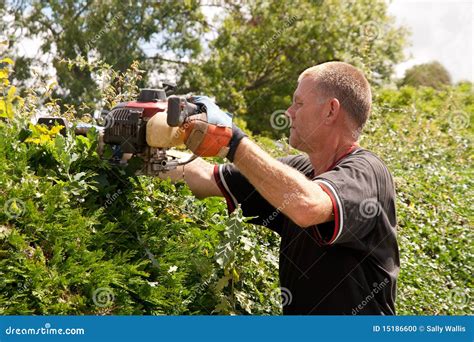 Man Trimming Hedge With Motorised Cutter Stock Photo Image Of Outdoors Garden