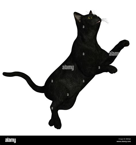 Black Cat Jumping Stock Photo Alamy