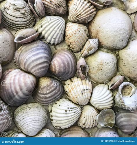 Background Texture Of Small Seashells Stock Photo Image Of Texture