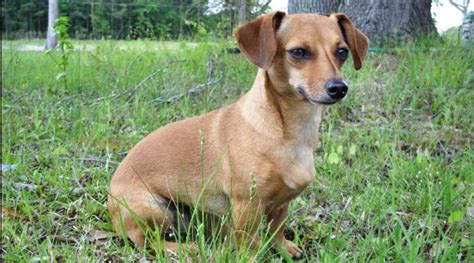 Chiweenie Breed Characteristics And Facts