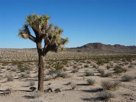 According to real estate transaction data analysis, the top 5% of seller's agents in joshua tree, on average, sell homes for $53,433 more. Joshua Tree Real Estate - Joshua Tree CA Homes For Sale ...